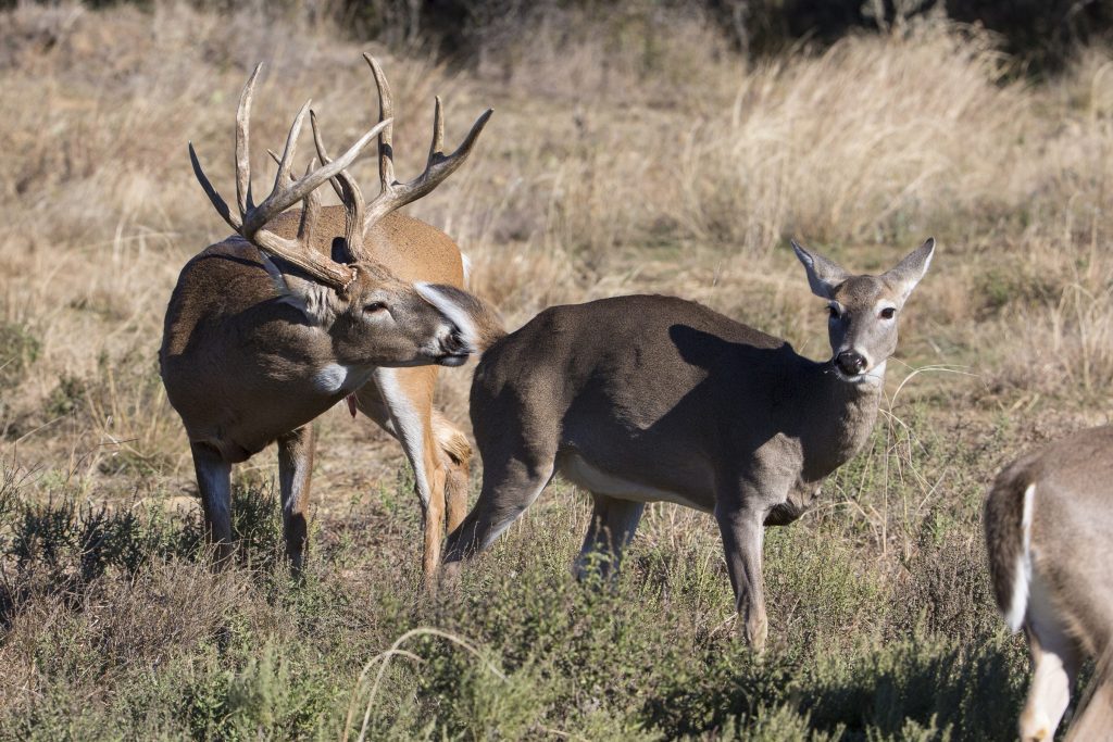 whitetail-deer