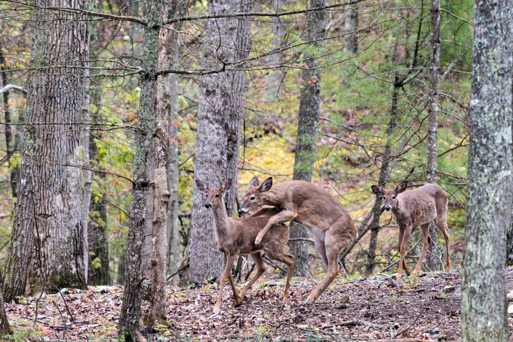 young-buck-breeding