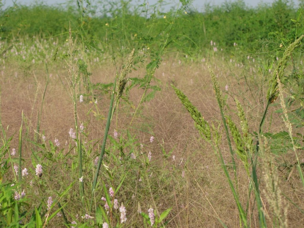 Moist Soil Management