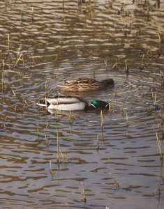 a-pair-of-mallards-feeding