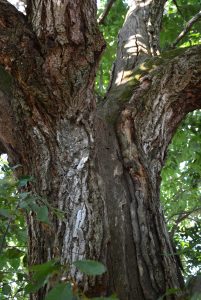 American chestnut canker scars