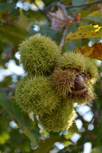 chestnut fruit