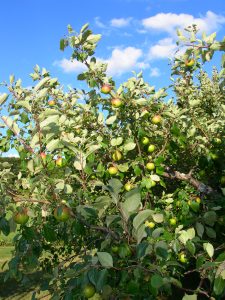 fruit tree