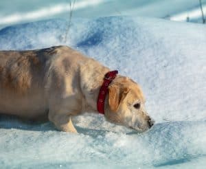 hunting-dog-in-cold-weather-conditions