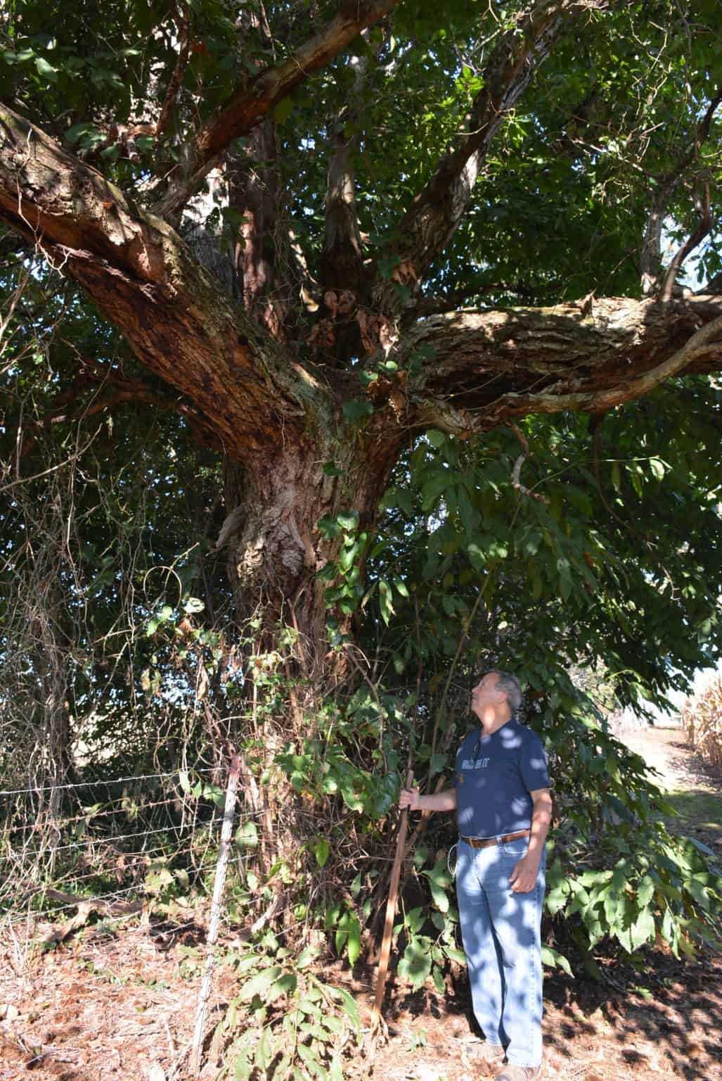 The American Chestnut: Is There Hope This Giant Will Return? | Mossy ...