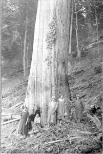 old chestnut tree