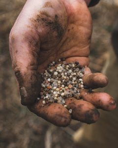 tree-fertilizer