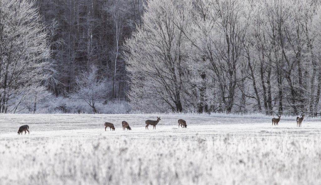 whitetail-deer-in-cold-weather