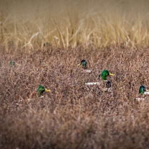 Wintering Mallards: Hunting and Habitat Insights