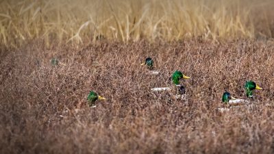 wintering-mallards