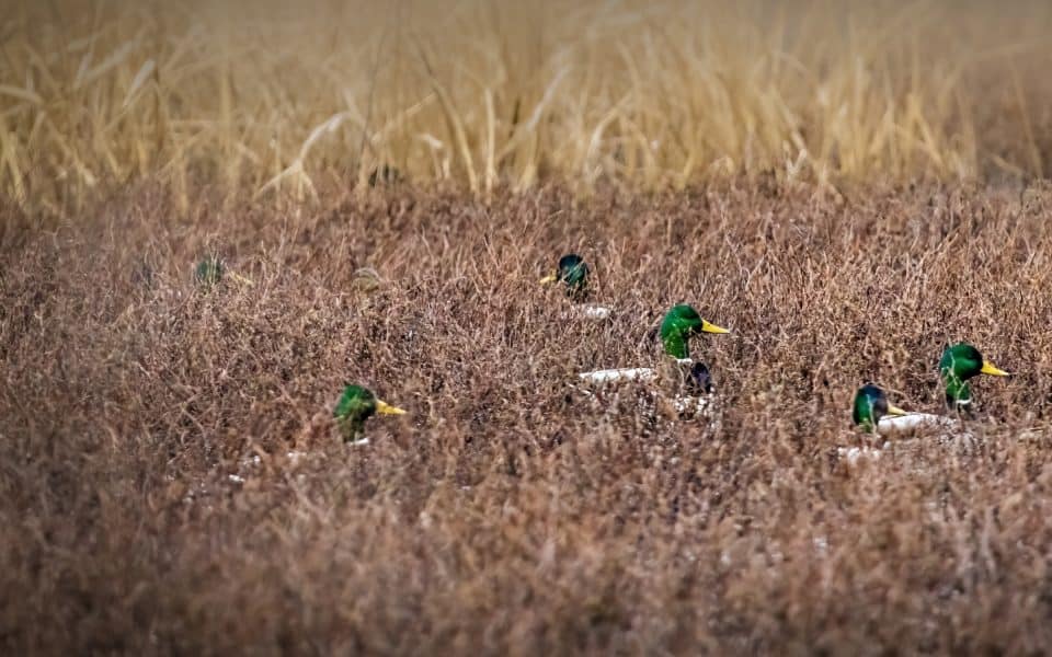 wintering-mallards