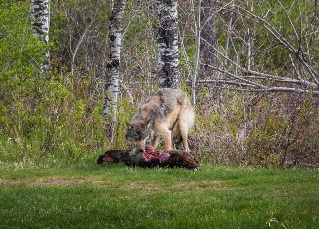 wolf-feeding