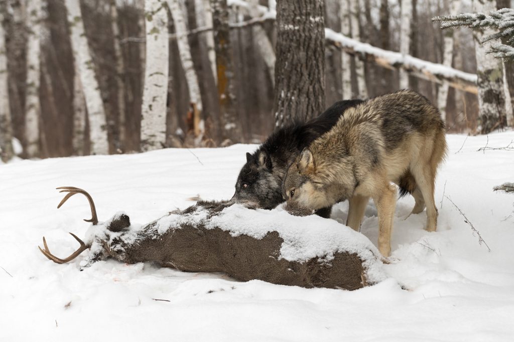 wolves-eating-a-whitetail-deer