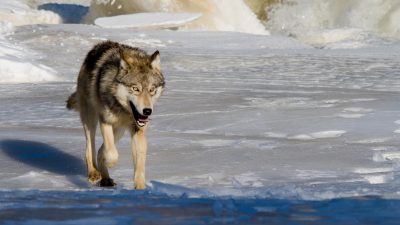 wolves-in-north-america