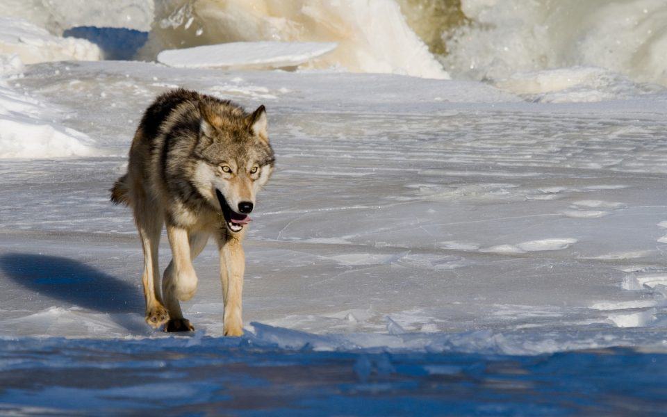 wolves-in-north-america