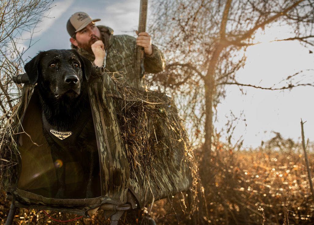 duck hunting dog