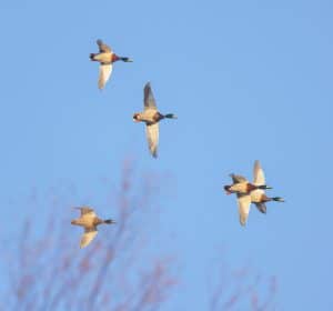 ducks-flying