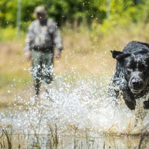 Hunting Dog Training: Transitioning from Land to Water