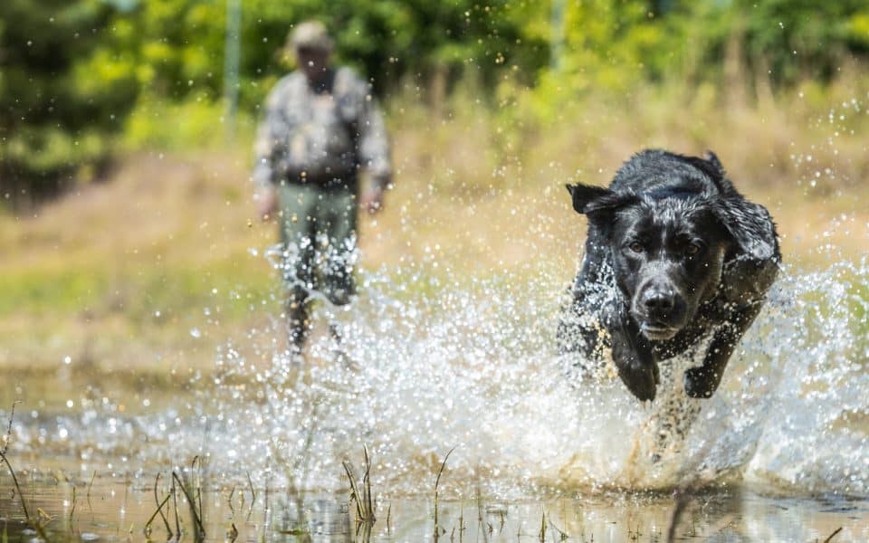 hunting-Dog-Training