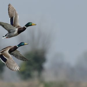 Mallard DNA: Things are Changing