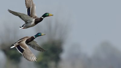 mallard-DNA