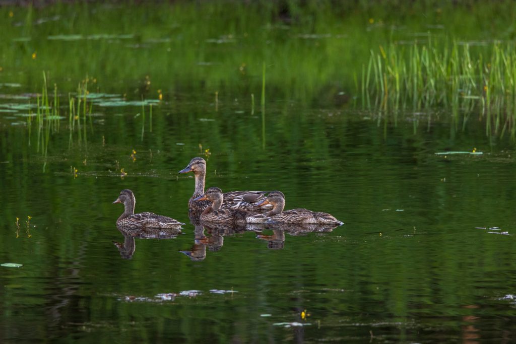 wild-ducks