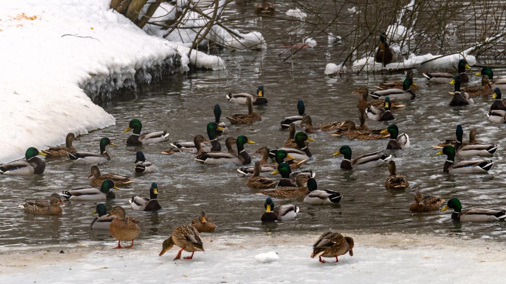 wild-mallard-ducks