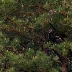 Wild Turkey Roosting Habits