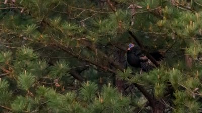 wild-turkey-roosting-habits