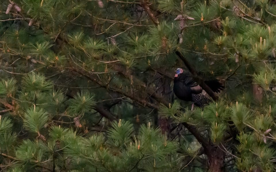 wild-turkey-roosting-habits