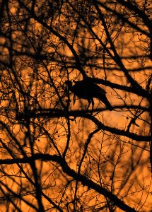 wild-turkey-on-the-roost