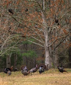 wild-turkeys-in-trees