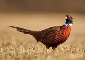 ringneck-pheasant