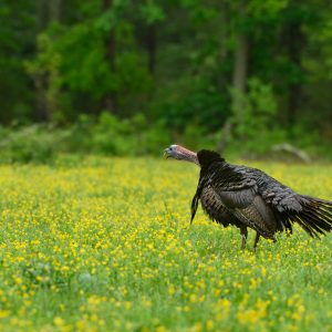 Steps for a Successful Spring Turkey Season