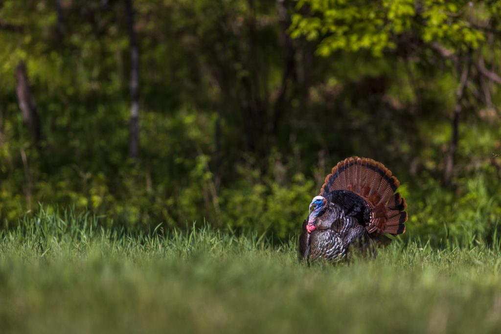 turkey-strutting