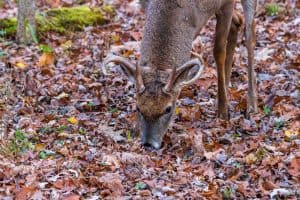 whitetail-deer