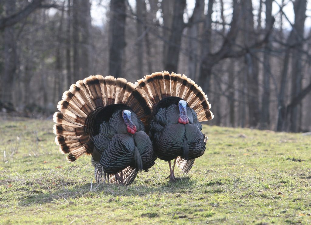 wild-turkeys