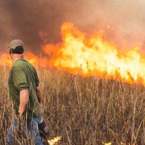 How to Get Wildlife Management Assistance for Your Land