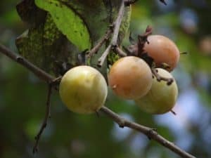 persimmon tree