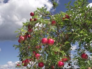 pruning trees