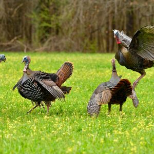 Turkey Hunting Tactics: Proven Strategies for Tough Birds