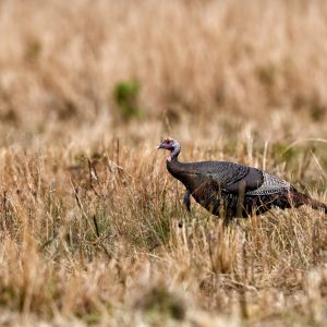 Wild Turkey Diseases: Avian Pox and LPDV