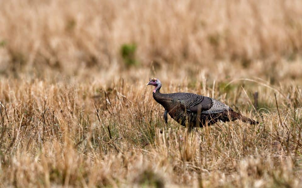 wild-turkey-diseases