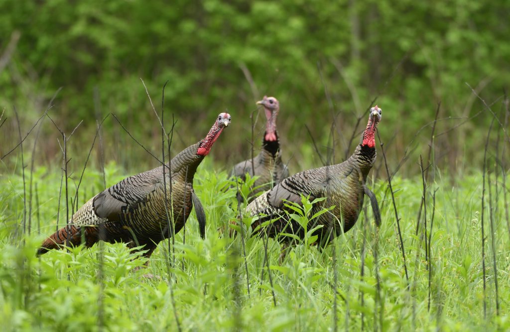 Turkey