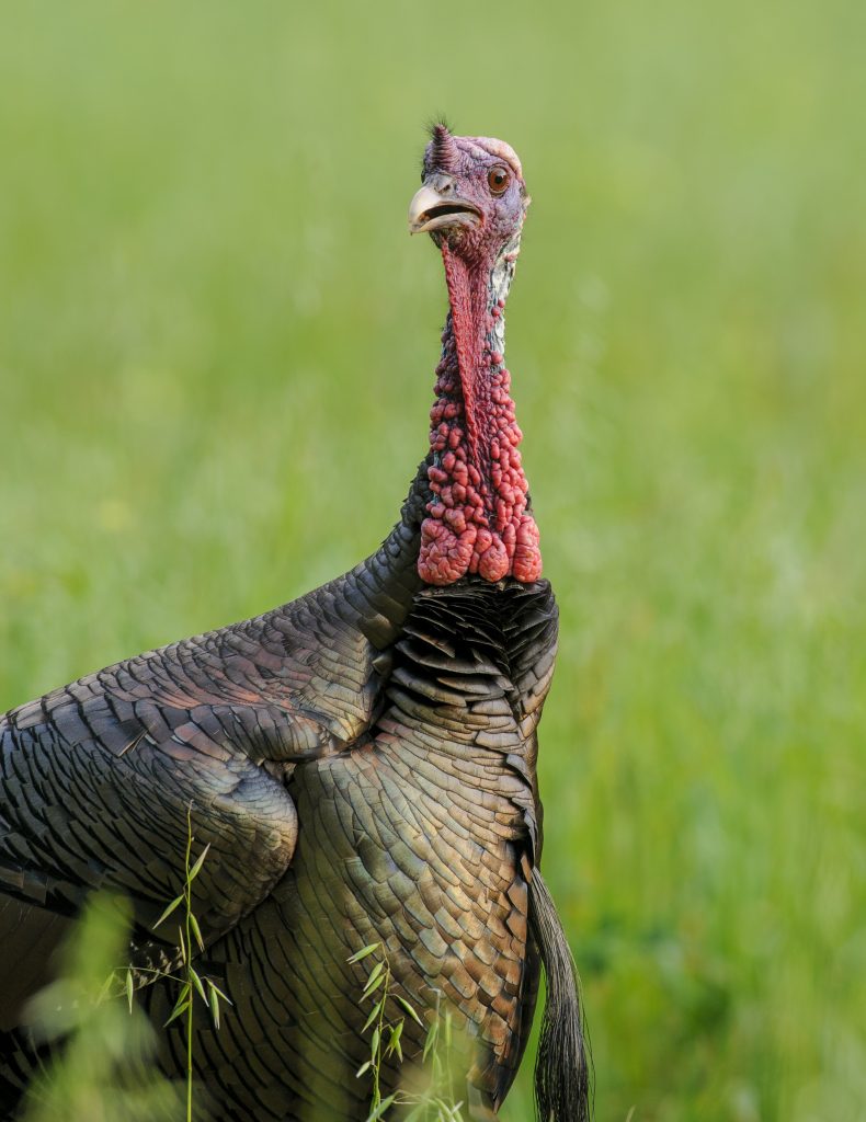 Turkey