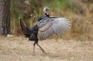 Turkey