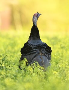 Turkey