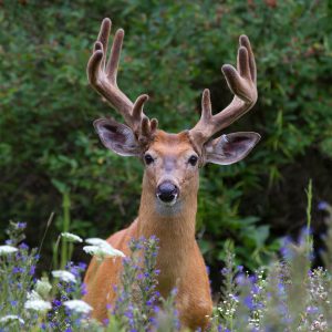 Do Summer Deer Patterns Matter?