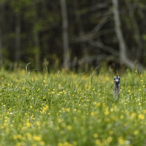 Reading Signals In The Wild:Turkey Body Language
