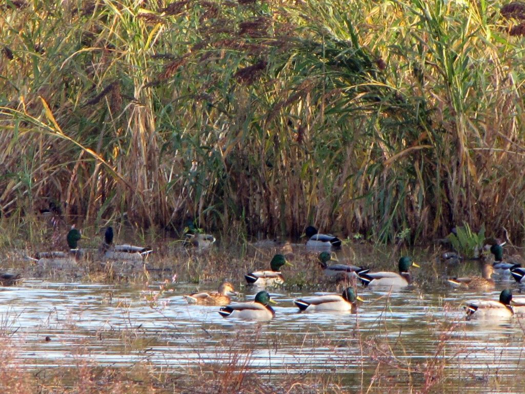 Waterfowl